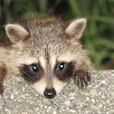 Raccoon