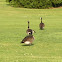 Canadian geese