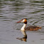 Great crested grebe