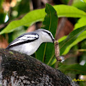 Pied Triller (Male)