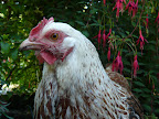 chickens summer 2008 012.jpg