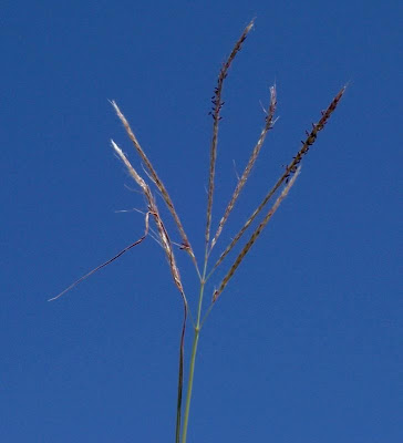 Bothriochloa ischaemum,
bai yang cao,
Barboncino digitato,
capim-cola-de-zorro-amarelo,
Turkestan beard grass,
yellow bluestem