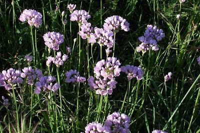 Allium roseum,
Aglio roseo,
ail ros&eacute;,
ajo de bruja,
alho-r&oacute;seo,
Rose Garlic,
Rosen-Lauch,
Rosenlauch,
rosy garlic