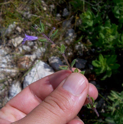Acinos suaveolens,
Acino  dall'odore soave,
Acino pugliese