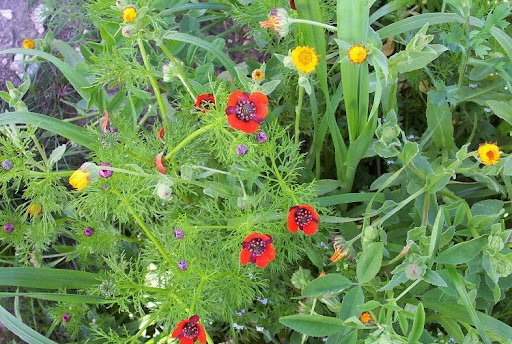 flora italiana