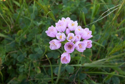 Allium roseum,
Aglio roseo,
ail ros&eacute;,
ajo de bruja,
alho-r&oacute;seo,
Rose Garlic,
Rosen-Lauch,
Rosenlauch,
rosy garlic