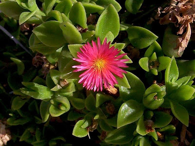 Aptenia cordifolia,
baby sun-rose,
Erba cristallina cordifolia,
Heart Leaf Iceplant,
heart-leaf iceplant,
heartleaf iceplant