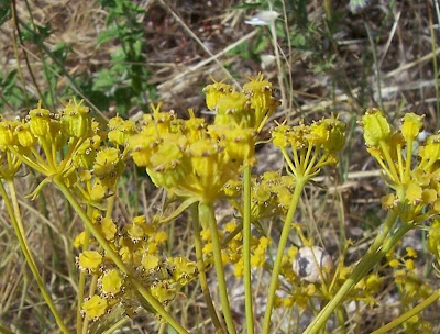 Cachrys libanotis,
Basilisco liscio