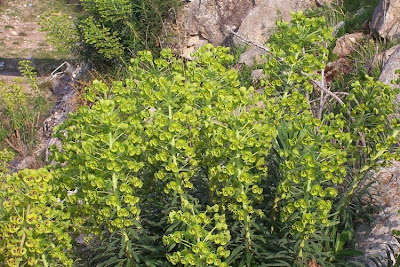 Euphorbia characias,
Albanian spurge,
Euforbia cespugliosa,
Mediterranean Spurge