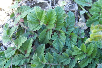 Erodium moschatum,
agulheira-moscada,
Becco di gr&ugrave; aromatico,
hierba de almizcle,
Moschus-Reiherschnabel,
musk-clover,
muskus-grass,
musky stork's bill,
musky stork's-bill,
white-stem filaree,
&eacute;rodium musqu&eacute;