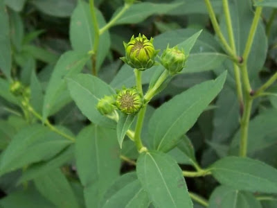 Helianthus tuberosus,
artichaut de J&eacute;rusalem,
batata-tupinamb&aacute;,
casta&ntilde;a de tierra,
girasole,
Girasole del Canad&agrave;,
girassol-batateiro,
girassol-de-batata,
Jerusalem artichoke,
Jerusalem sunflower,
Jerusalem-artichoke,
pataca
