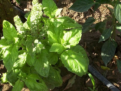 Ocimum basilicum,
albahaca,
alfavaca,
basil,
basilic,
basilico,
Basilienkraut,
Basilikum,
manjeric&atilde;o,
sweet basil