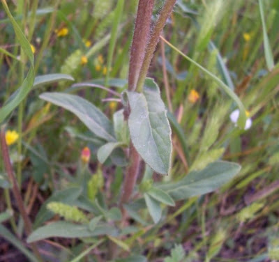 Pallenis spinosa,
Asterisco spinoso