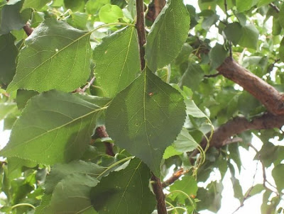 Prunus armeniaca,
abricotier,
abric&oacute;,
albaricoque,
Albicocco,
apricot,
Aprikose,
Aprikosenbaum,
Armellino,
damasco,
damasqueiro,
damasquino,
Grisomolo,
Marille,
Siberian apricot,
xing