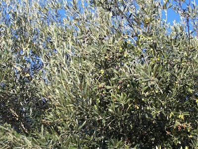 Olea europaea,
African olive,
azeitona,
European olive,
mzaituni,
mzeituni,
Oleastro,
olive,
olive-leaf,
oliveira,
olivier
