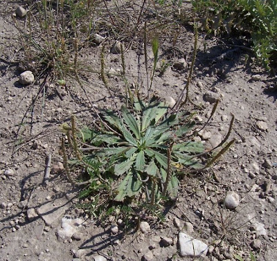 Plantago serraria,
Piantaggine seghettata,
Toothed Plantain