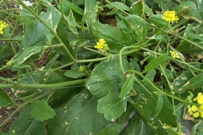 Rapistrum rugosum,
aneixa,
annual bastardcabbage,
Bastard Cabbage,
common giant mustard,
jaramago,
Miagro peloso,
rapistre rugueux,
Runzliger Rapsdotter,
turnipweed,
wild rape