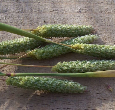 Phalaris paradoxa,
alpista,
alpiste paradoxal,
alpiste vanillo,
hood Canary grass,
hood canarygrass,
Mediterranean Canary Grass,
Scagliola sterile
