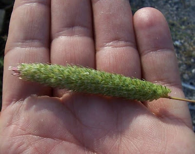 Phalaris paradoxa,
alpista,
alpiste paradoxal,
alpiste vanillo,
hood Canary grass,
hood canarygrass,
Mediterranean Canary Grass,
Scagliola sterile
