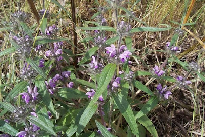 Phlomis herba-venti,
Salvione roseo