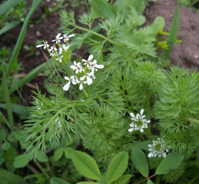 Scandix pecten-veneris,
Acicula comune,
Pettine di Venere,
shepherd's needle,
shepherd's-needle,
shepherdsneedle,
Spillettoni,
Venus'-comb,
Venus's Comb