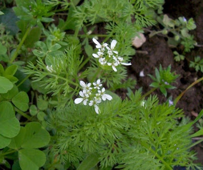 Scandix pecten-veneris,
Acicula comune,
Pettine di Venere,
shepherd's needle,
shepherd's-needle,
shepherdsneedle,
Spillettoni,
Venus'-comb,
Venus's Comb