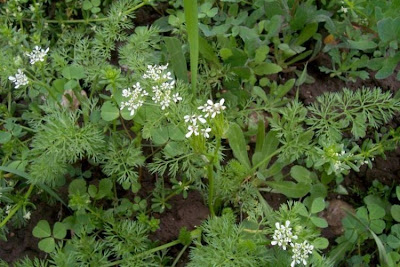 Scandix pecten-veneris,
Acicula comune,
Pettine di Venere,
shepherd's needle,
shepherd's-needle,
shepherdsneedle,
Spillettoni,
Venus'-comb,
Venus's Comb