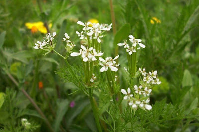 Scandix pecten-veneris,
Acicula comune,
Pettine di Venere,
shepherd's needle,
shepherd's-needle,
shepherdsneedle,
Spillettoni,
Venus'-comb,
Venus's Comb