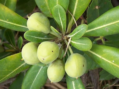 Pittosporum tobira,
Australian-laurel,
chinesischer Klebsame,
Fitosforo,
hai tong,
Japanese cheesewood,
Japanese pittosporum,
l&aacute;grima-sab&eacute;ia,
mock orange,
pau-de-incenso,
Pechsame,
Pittosporo,
pit&oacute;sporo-japon&ecirc;s,
tobera