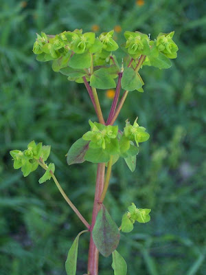 Euphorbia peplus,
alfavaca-venenosa,
Euforbia minore,
euphorbe des jardins,
Garten-Wolfsmilch,
lechetrezna reduela,
leiteira-de-jardim,
petty spurge,
&eacute;sula-redonda