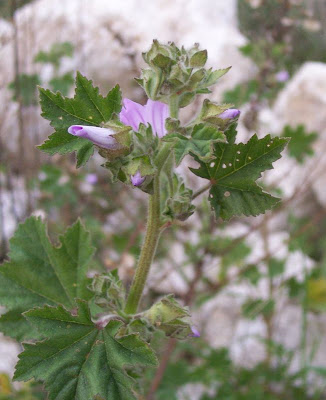 Lavatera cretica,
Cornish mallow,
Cretan-hollyhock,
Kretische Strauchpappel,
lavat&eacute;ra de Cr&ecirc;te,
malva-bastarda,
Malvone di Creta,
Smaller Tree Mallow
