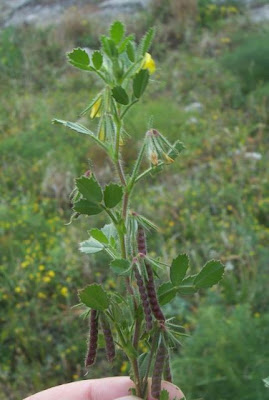 Ononis ornithopodioides,
Bird Restharrow,
Ononide simile all'uccellina