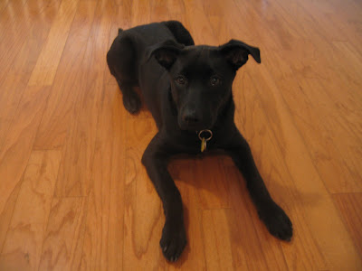 Nola at 21 Weeks Old