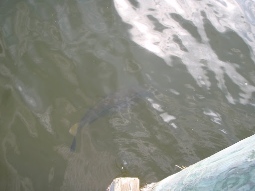Big Snook