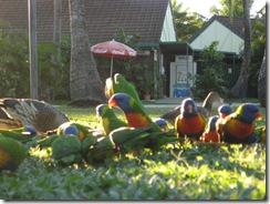 MACKAY 062