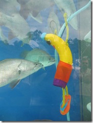 AIRLIE BEACH 050