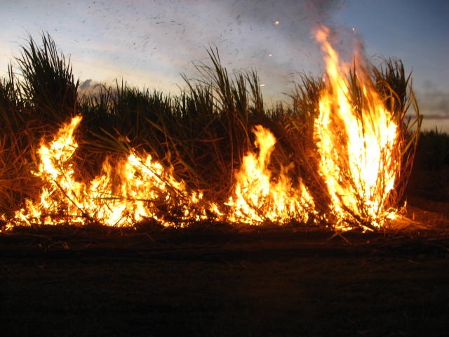 [CANE0132.jpg]