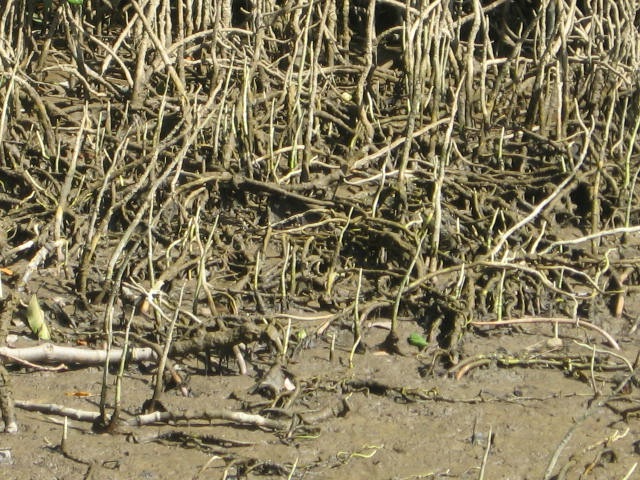 [DAINTREE1142.jpg]