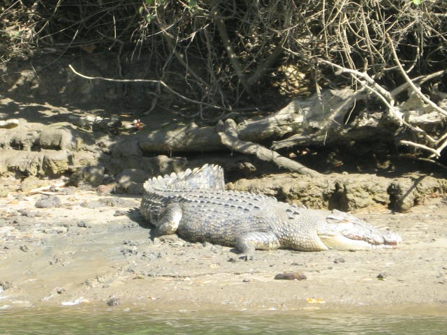 [DAINTREE1402.jpg]