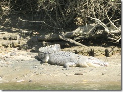 DAINTREE 140