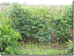 MAREEBA 033