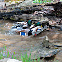 Mallard