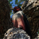 Lewis's Woodpecker