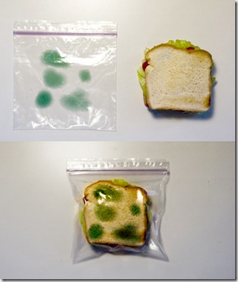 sandwich%20bolsa%20moho