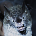 Leaf-nosed Bat