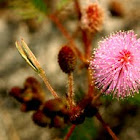 Mimosa Pudica