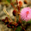 Mimosa Pudica