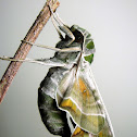 Oleander Hawk-moth