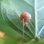 (Juvenile) Cobweb Spider