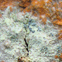 Frosted Grain-spored Lichen